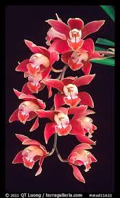 Pin On Orchids