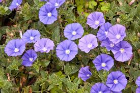 Image result for Convolvulus goyderi