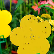 Check spelling or type a new query. Buy Maijiabao Yellow Flower Fruit Fly Sticky Paper Insect Killer Whitefly Trap Capturer At Affordable Prices Free Shipping Real Reviews With Photos Joom