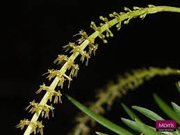 Image result for Oberonia