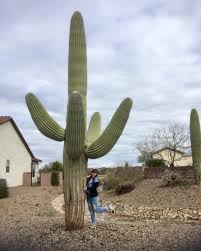 That spiky little cactus is starting to look a little shriveled and sad, and while that may be a 2020 mood in and 4. An Absolute Unit Of A Cactus Outside Of My Grandparent S House Absoluteunits