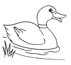 Mallard Duck Coloring Bird Coloring Pages Cute Coloring Pages Coloring Pages