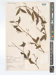 Image result for Rhinacanthus