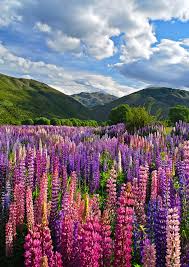 Time Flies Nature Photography Beautiful Nature Beautiful Landscapes