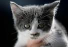 Cutest Cat Breeds - Cutest Cat in the world