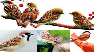 Image result for चिड़िया दाना खाती