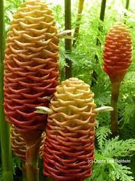 Heliconias In Heaven Ginger Plant Ginger Flower Beehive Ginger