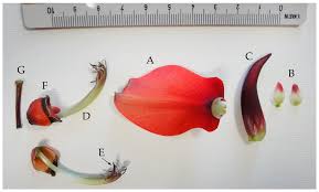 Image result for Erythrina sacleuxii