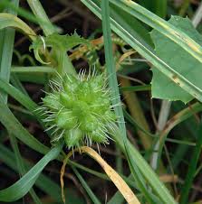 Image result for Sicyos