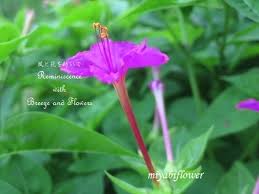 夕方から咲く花 そしてjaの夏の花を生けて 風と花を紡いで