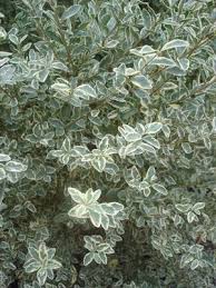 Image result for Ligustrum sinense