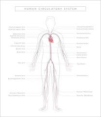 How Open Vs Closed Circulatory Systems Function Circulatory System Circulatory System Function Human Circulatory System