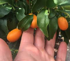 Because kumquats are so small, you can flavonoids are in fruits, vegetables, nuts, seeds and spices. How To Eat Kumquats