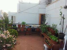 Cleaners & cleaning services in india. 27 Terrace Gardening Indian Homes Ideas Indian Homes Indian Garden Terrace