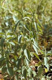 Image result for Leucas martinicensis