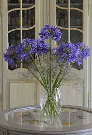 We did not find results for: Visite De Beatrice Et Nicole Beautiful Flowers Bouquet Agapanthus