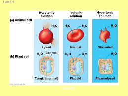 What happens to animal cells in a hypertonic solution. Lecture Presentations For Campbell Biology Ninth Edition Jane