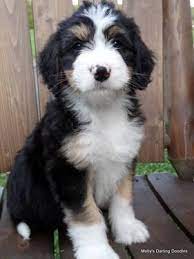 Teddy bear love® bernedoodles has a small bernedoodle breeding program with just a hand full of dogs we use to create this magnificent, intelligent, low to non shedding breed. F1 Bernedoodle Puppies Bernese Mountain Dog Poodle Cross For Sale In Hastings Michigan Classified Americanlisted Com