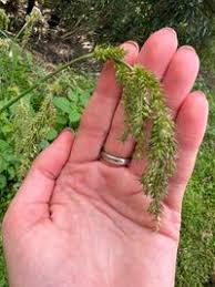 Image result for Echinochloa crus-pavonis