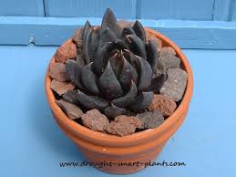 Their deep, moody color is a nice contrast to the bright greens and blues that we commonly see. Echeveria Black Knight Outstanding Dark Hybrid