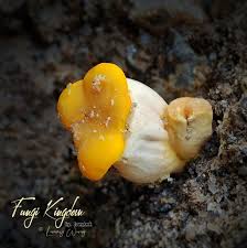 Image result for Triumfetta dekindtiana