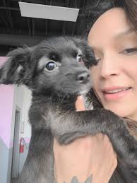 Maybe you would like to learn more about one of these? Dog For Adoption Star A Chihuahua Dachshund Mix In Las Vegas Nv Petfinder