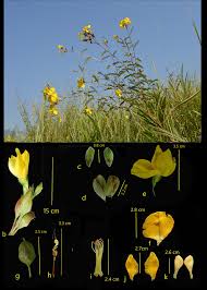 Image result for Smithia