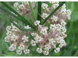 Image result for Asclepias cucullata