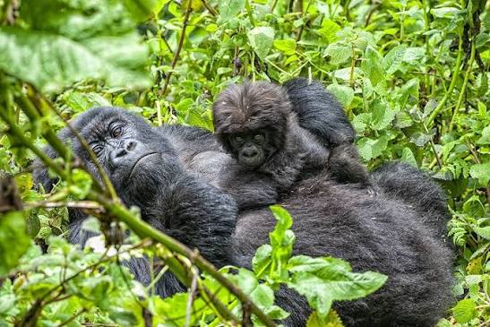 8 Days Grand Rwanda Primates and Wildlife