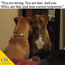 Learn Chinese Mastering The Tones Animal Memes Funny Animal Memes Dog Memes