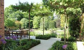 Terrace With Roof Trained Liquidambar Trees In This Exciting New Build Garden Design By Amanda Broughton Urban Garden Garden Design Contemporary Garden Design