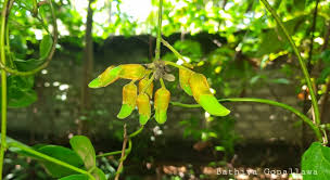 Image result for Mucuna gigantea