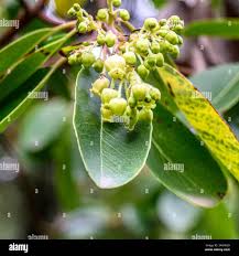 Image result for Andrachne