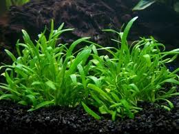 4 hal yang harus diketahui sebelum menggunakan tanaman anubias. Jenis Tanaman Aquascape Yang Tidak Memerlukan Co2 Bibitbunga Com