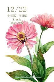每日一花12 22 生日花 haru hello watercolor flowers flower painting wet flowers