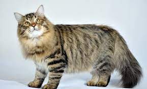 But cats can also carry stripes above you can know about that. Wallpaper Striped Whiskers Wild Cat Siberian Cat Fluffy Fauna Vertebrate Cat Like Mammal Small To Medium Sized Cats Carnivoran Tabby Cat Domestic Short Haired Cat European Shorthair Pixie Bob American Shorthair
