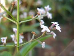 Image result for Verbenaceae