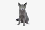 Russian Blue Kittens for Sale - Adoptapet