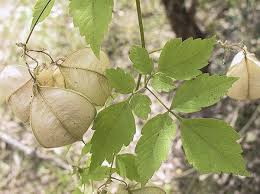 Image result for Cardiospermum grandiflorum