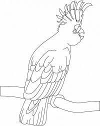 Elegant excellent bird coloring sheets at bird coloring page on with. Pin On Przedszkole