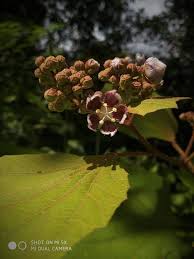 Image result for Viscum subserratum