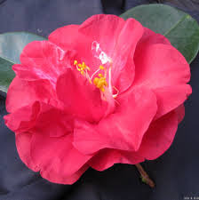 Terrell Weaver-Cultivars-International Camellia Register