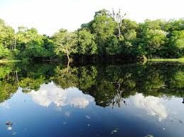 Amazonas—freshwater aquariums and tropical discovery. Brasilien Amazonas Reisetipps Und Wie Es Wirklich Ist