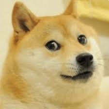 The doge meme became superiorly popular in 2005. Meme Review 3 Dog Duel County Line