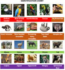 South American Animals Bingo By Ah Ha Lessons Tpt