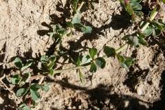 Image result for Lotus becquetii