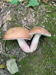 Image result for Boletus separans