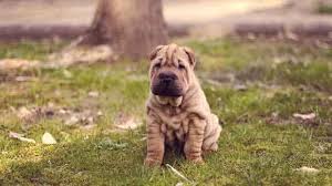 The Shar Pei Temperament Petcarerx