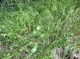 Image result for Carex angolensis