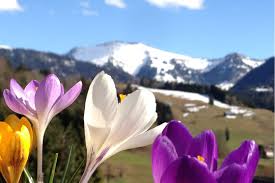 In den gemäßigten zonen ist es die zeit der erwachenden und sprießenden natur. Oberstaufen Im Fruhling